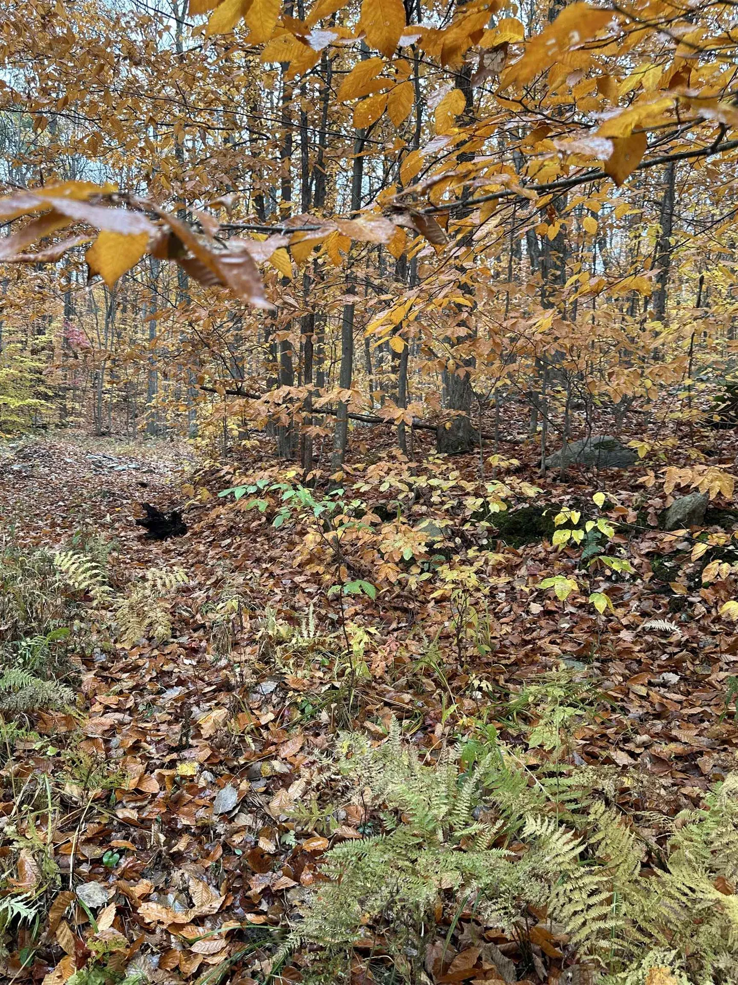 0 Upper Notch Road Bristol VT 05443