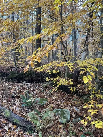 0 Upper Notch Road Bristol VT 05443