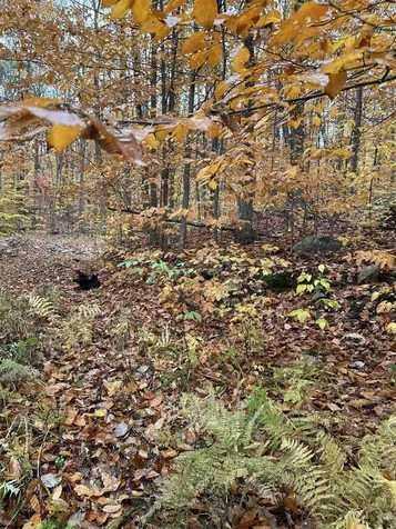 0 Upper Notch Road Bristol VT 05443