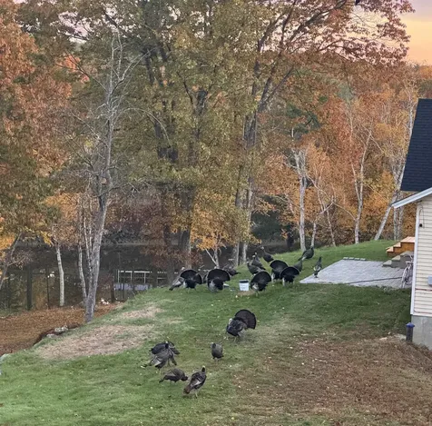 17 Great Cove Drive Newmarket NH 03857