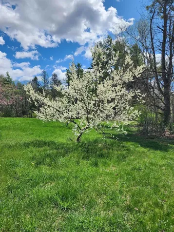 126 Simeon Dean Road Shaftsbury VT 05262-0