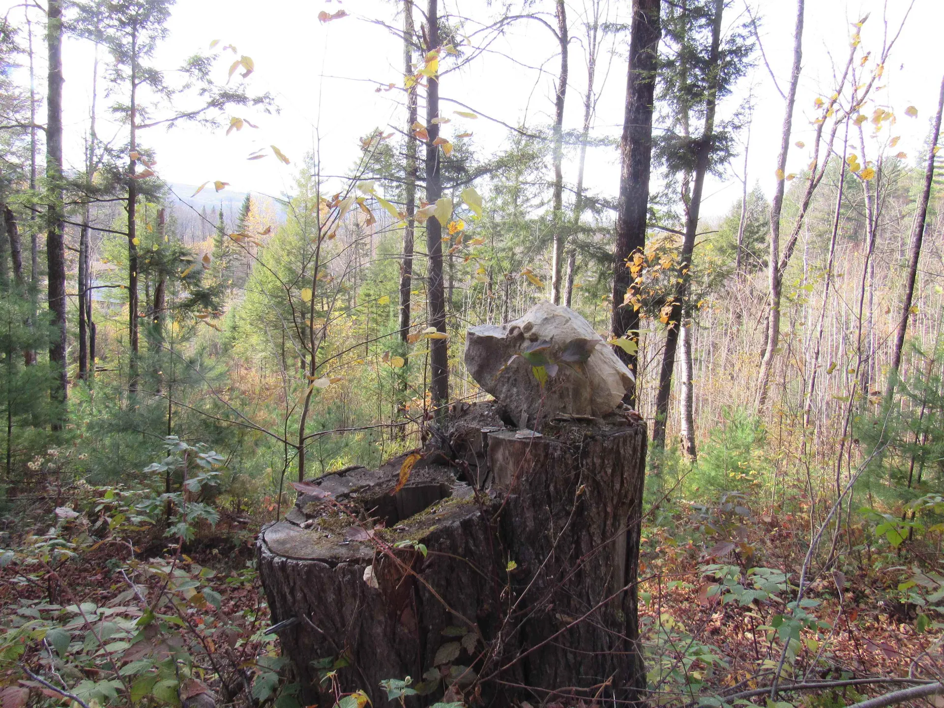 812 Brown Farm Road Lyndon VT 05851