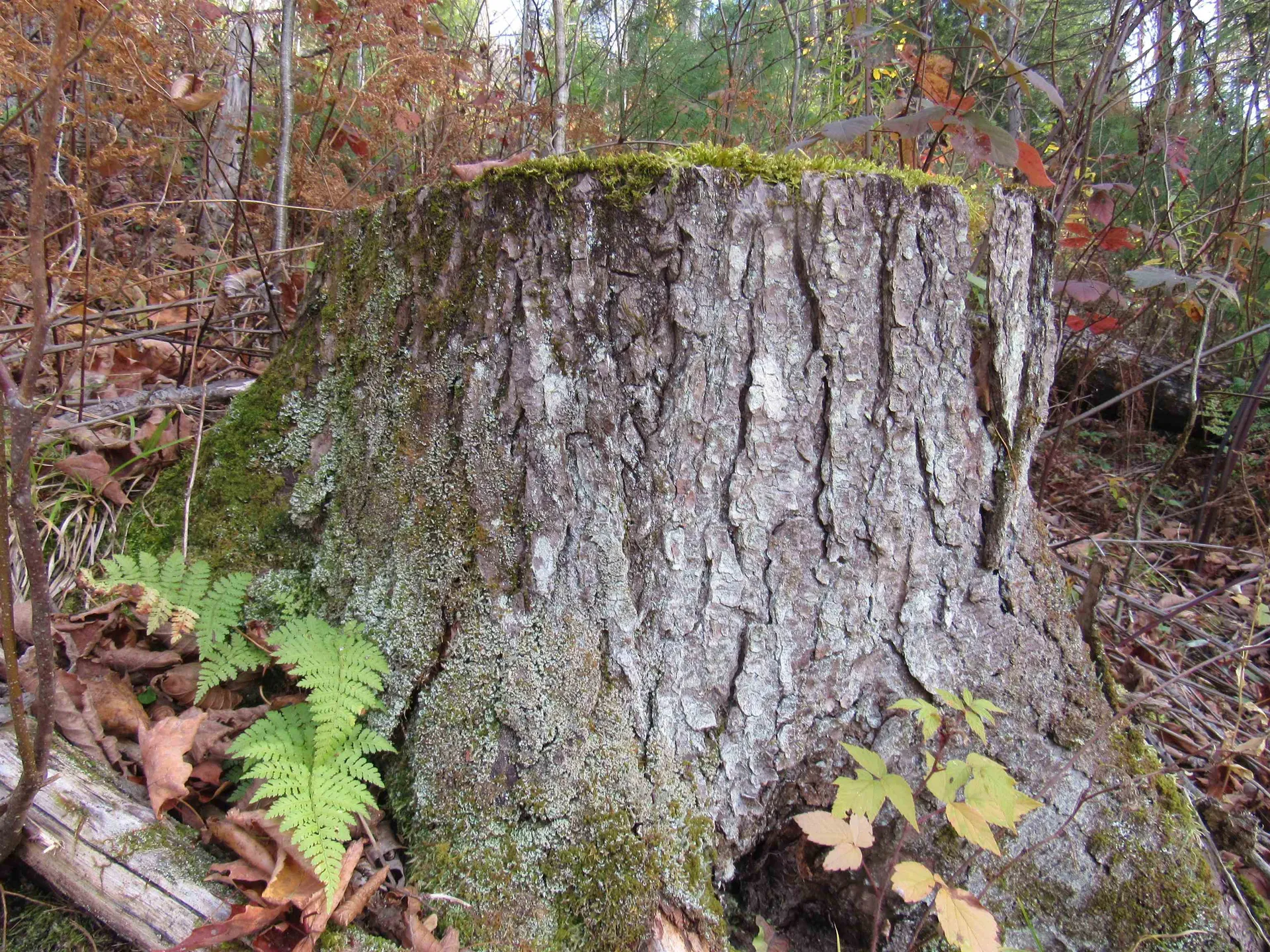 812 Brown Farm Road Lyndon VT 05851