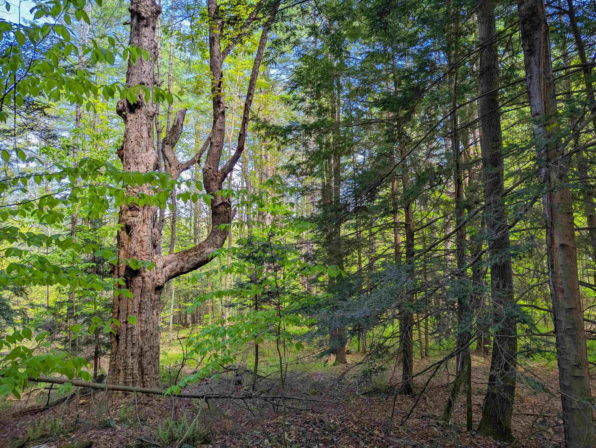 14 Brickyard Road Dover VT 05341