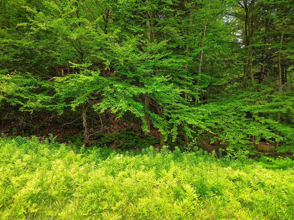 341 Seavers Brook Road Springfield VT 05156