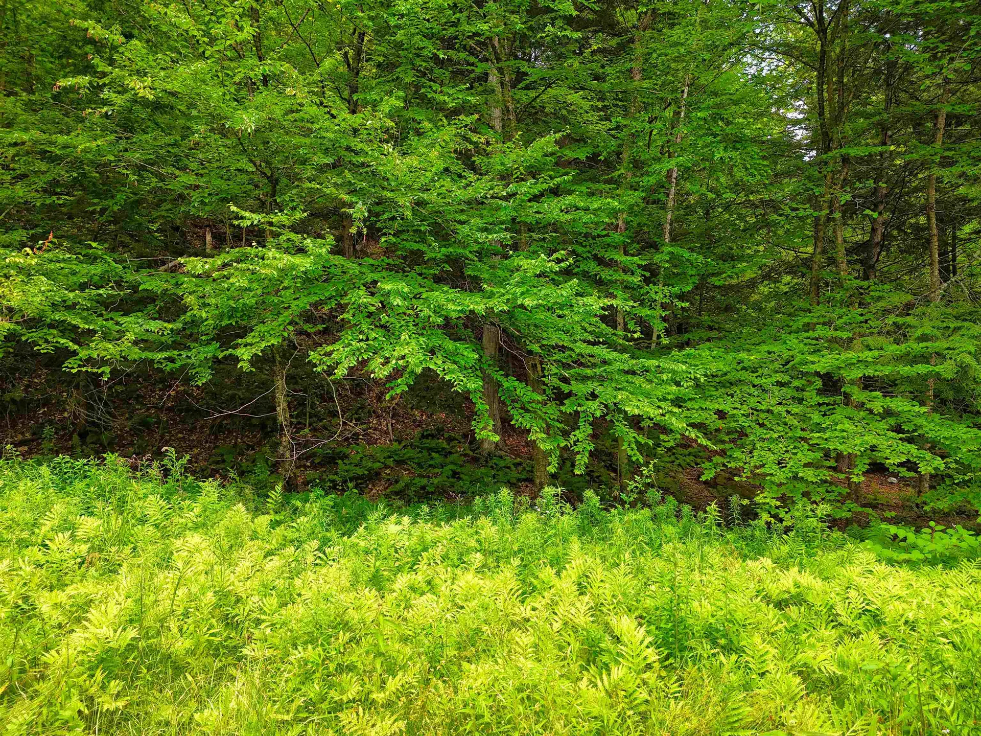 341 Seavers Brook Road Springfield VT 05156