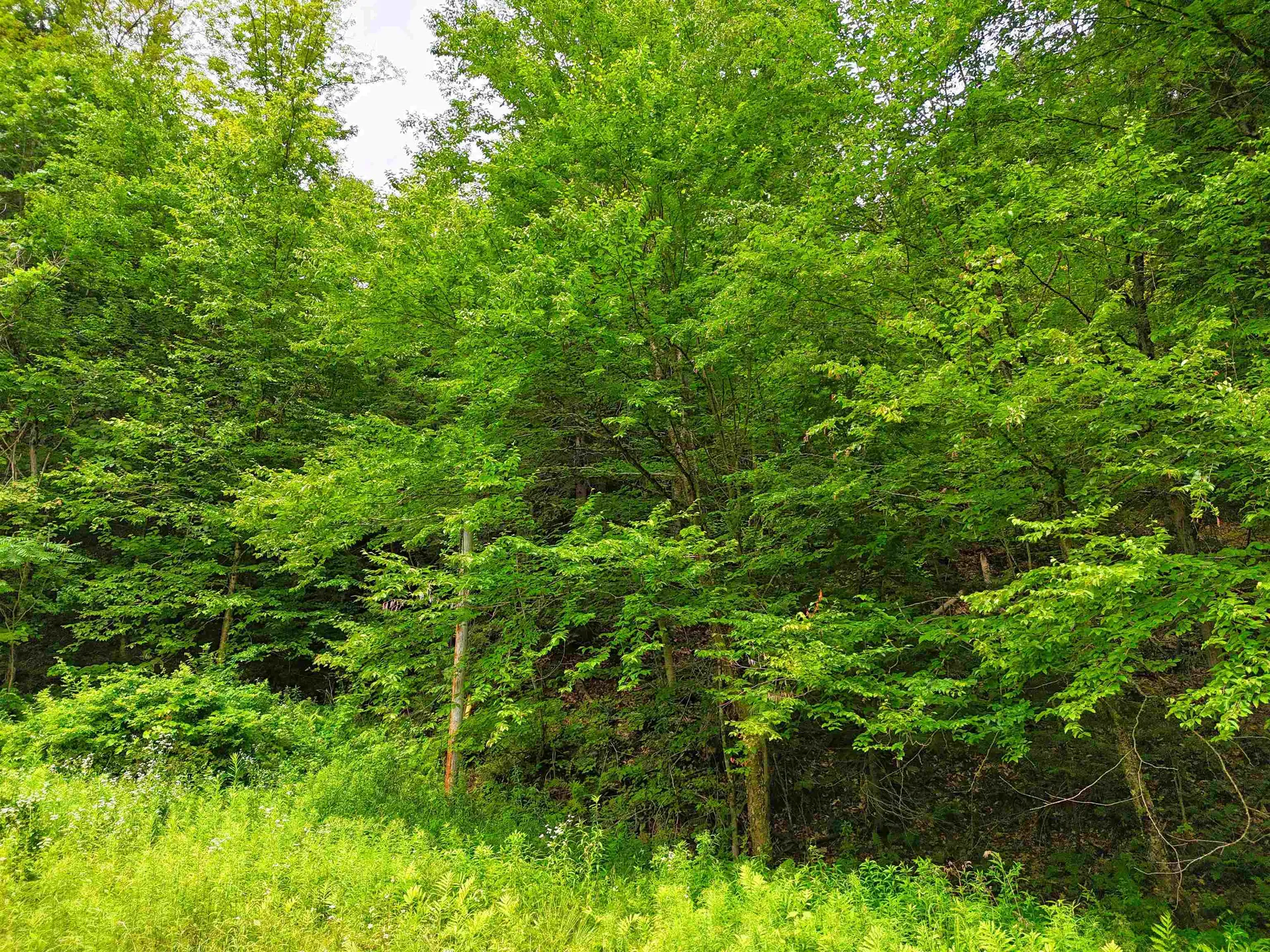 341 Seavers Brook Road Springfield VT 05156