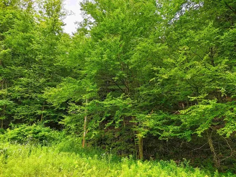 341 Seavers Brook Road Springfield VT 05156