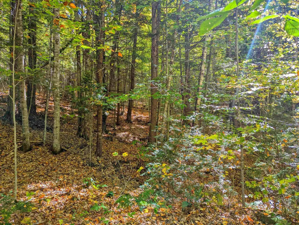 Checkerberry Ridge Thornton NH 03223