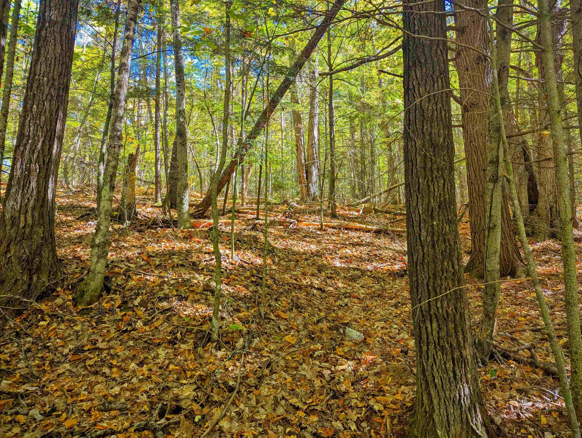 Checkerberry Ridge Thornton NH 03223