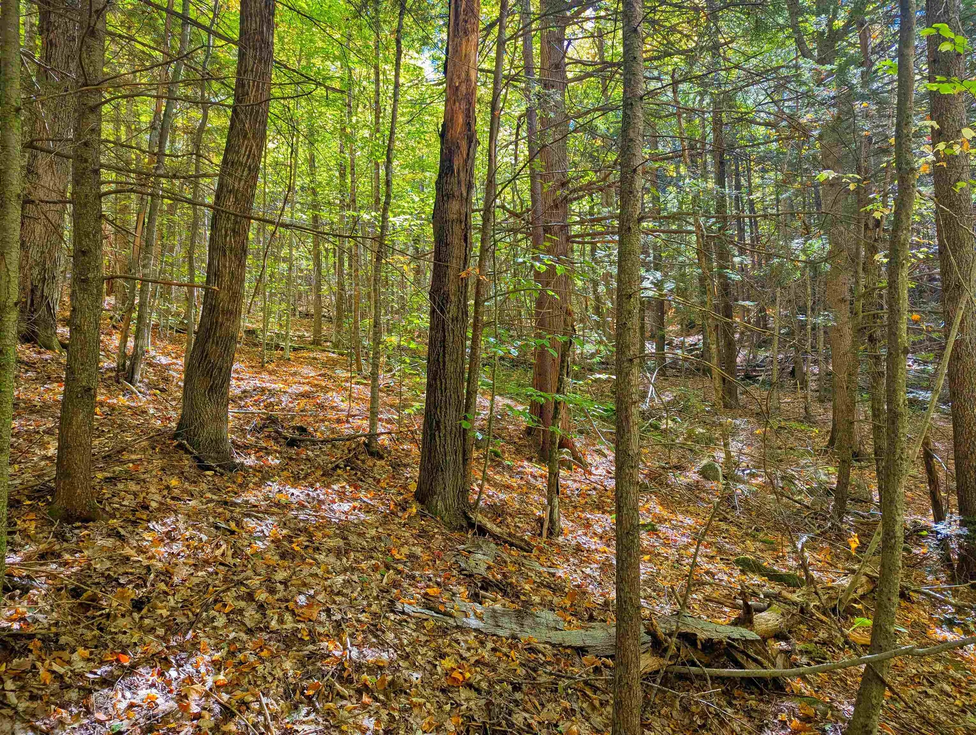 Checkerberry Ridge Thornton NH 03223
