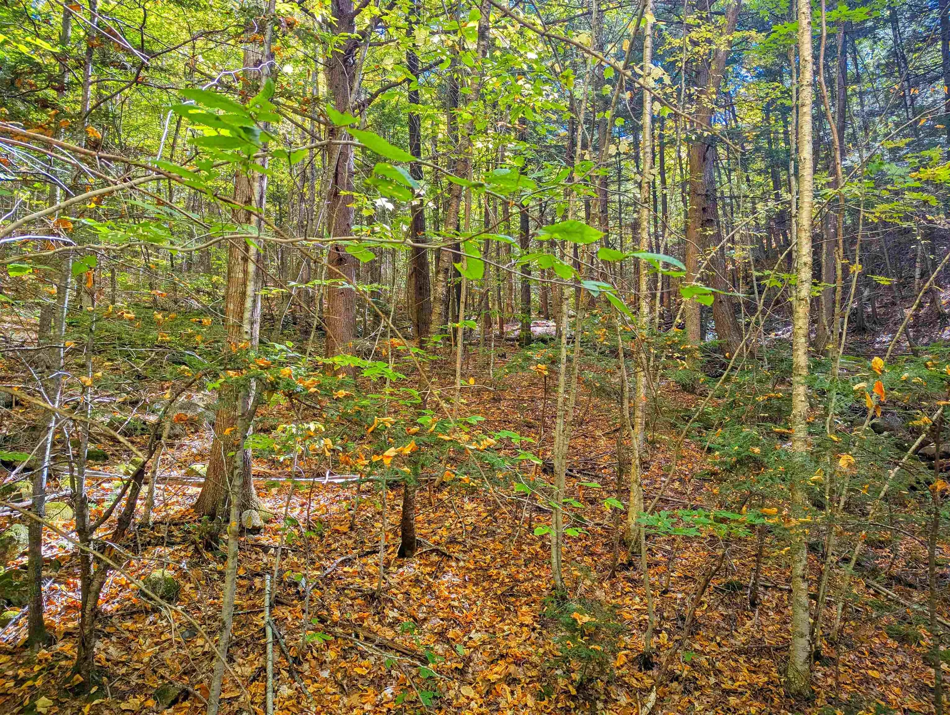 Checkerberry Ridge Thornton NH 03223