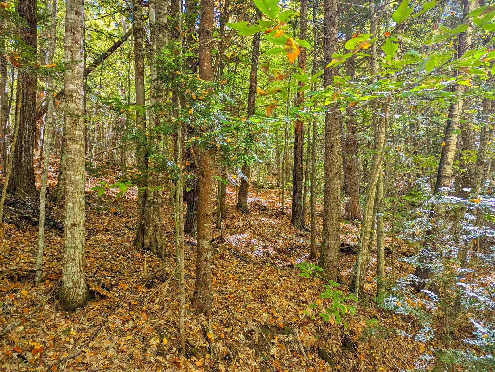 Checkerberry Ridge Thornton NH 03223