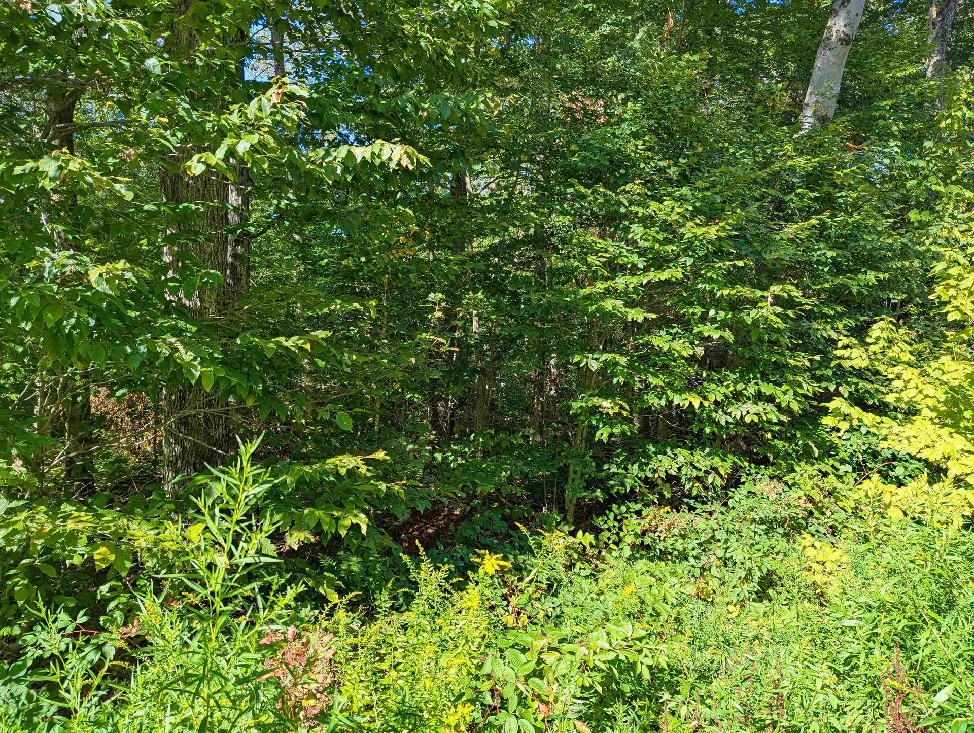 Oberhugel Road Readsboro VT 05350