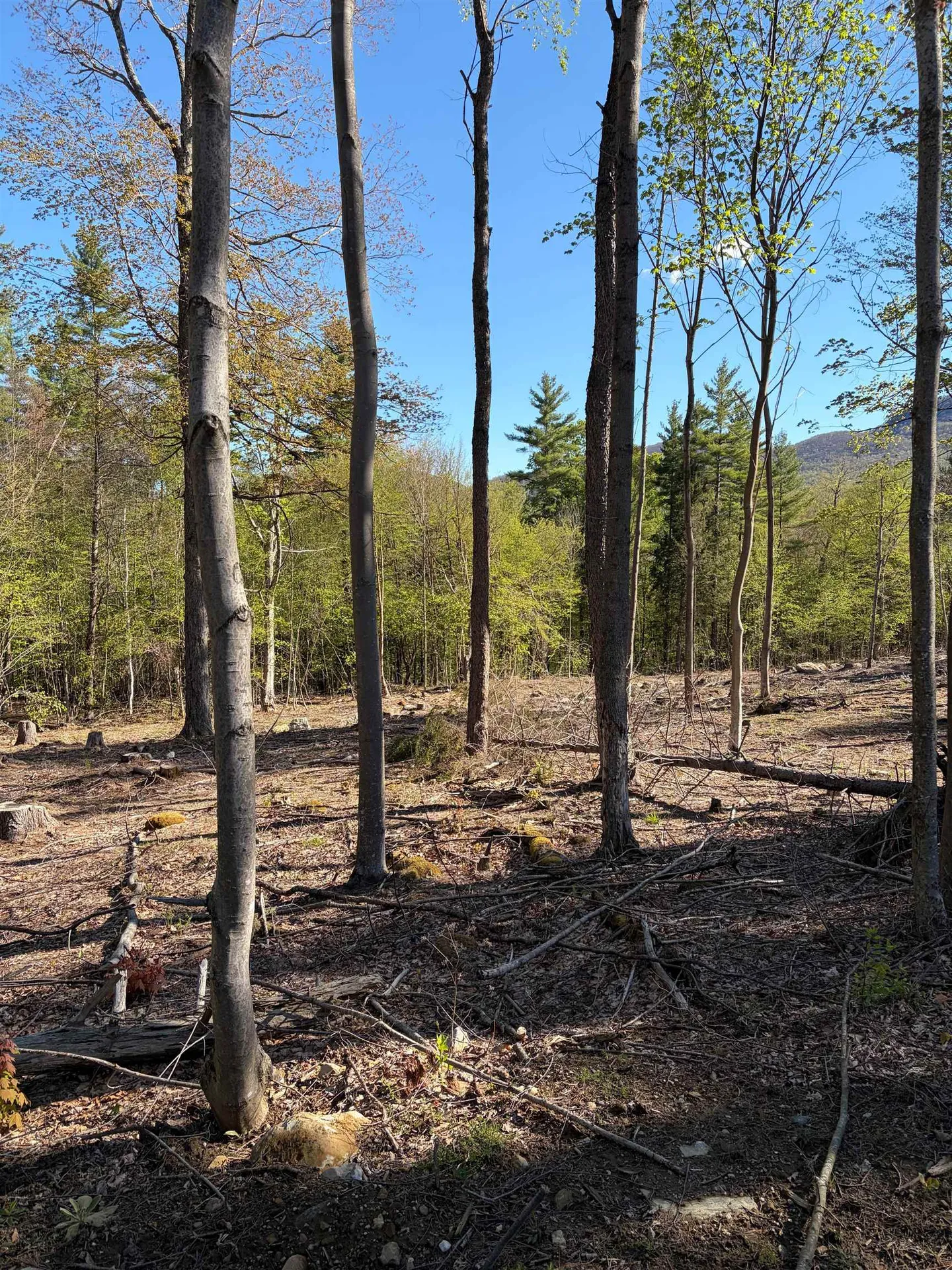 Lot A Frost Pond Road Dorset VT 05251