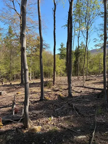 Lot A Frost Pond Road Dorset VT 05251
