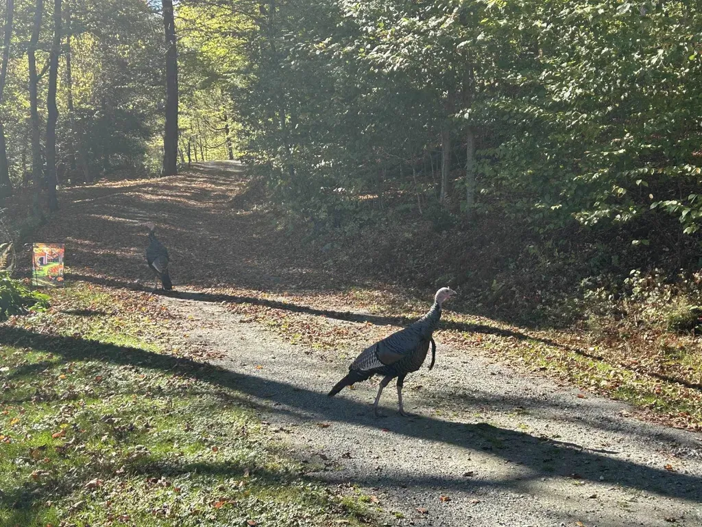 383 Brookline Road Townshend VT 05353