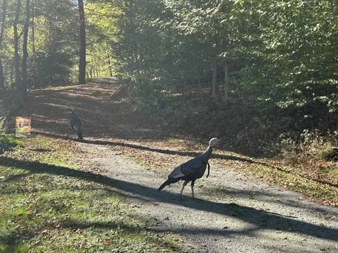 383 Brookline Road Townshend VT 05353