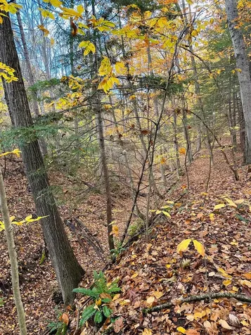 476 Missing Link Road Springfield VT 05156