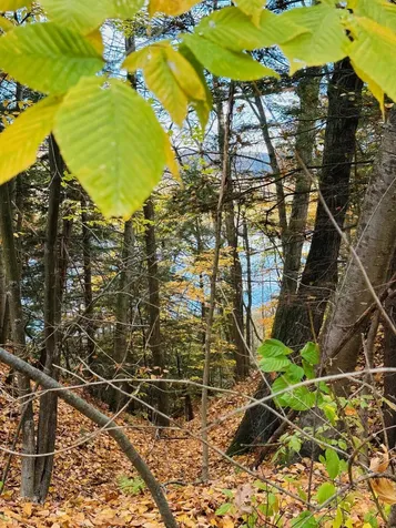 476 Missing Link Road Springfield VT 05156