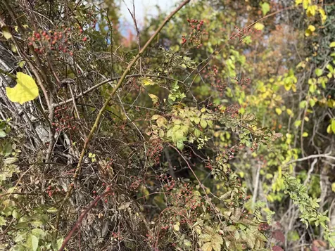 0 Sunset Hill Road Pownal VT 05261