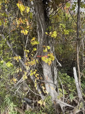 0 Sunset Hill Road Pownal VT 05261