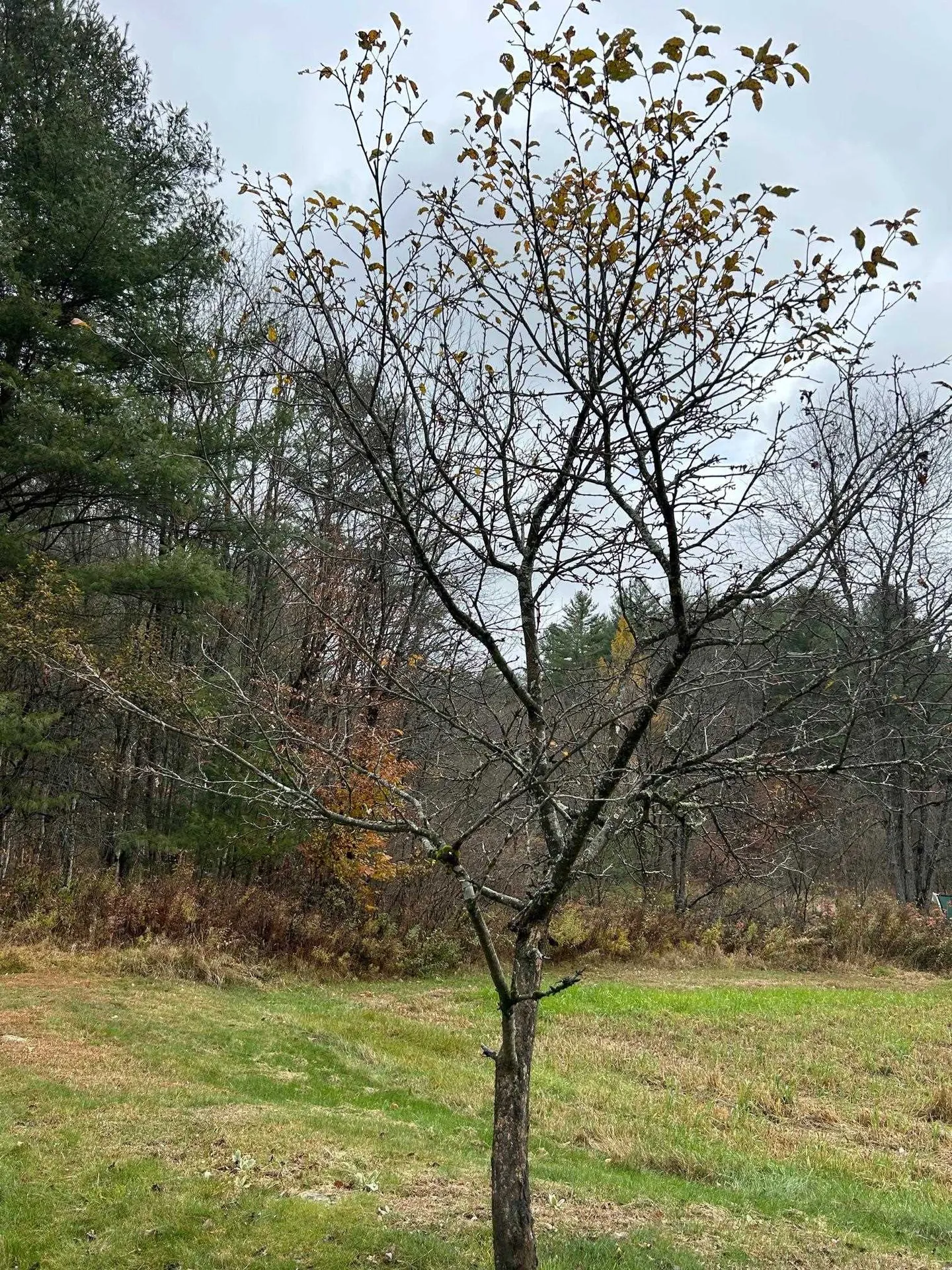 33 Williams Lane Wolcott VT 05680