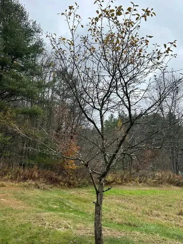 33 Williams Lane Wolcott VT 05680