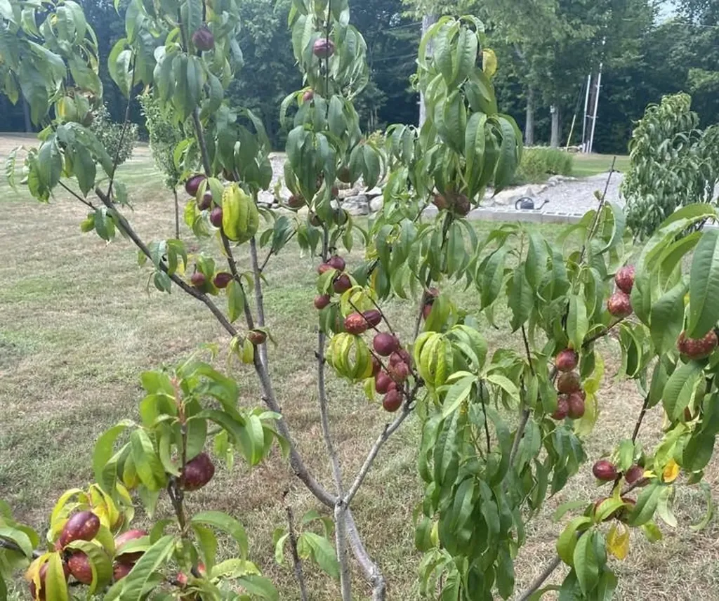 468 North Road Candia NH 03034