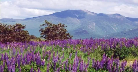 359 Bickford Hill Road Franconia NH 03580