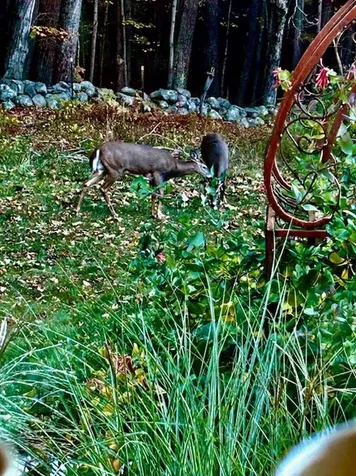 137 Pleasant Valley Road Brattleboro VT 05301