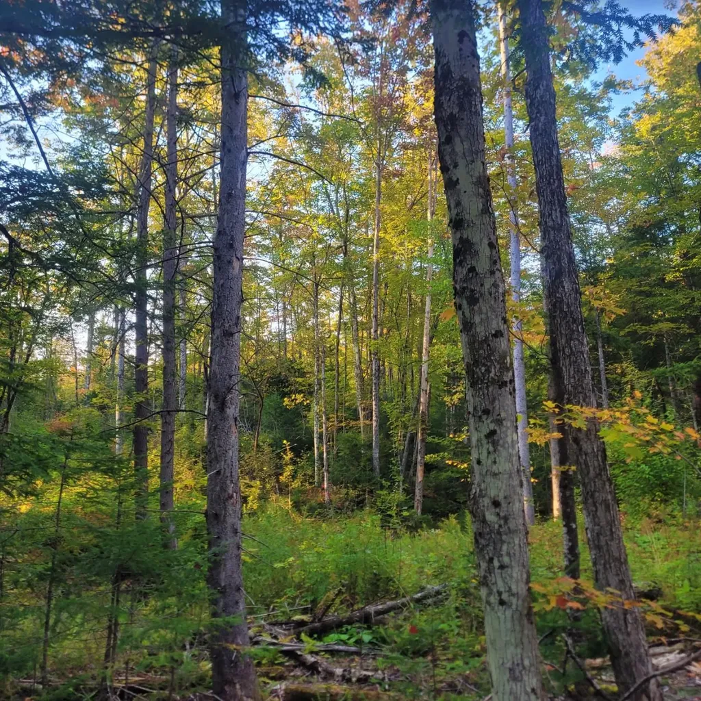 0 Sutton Road Wheelock VT 05851