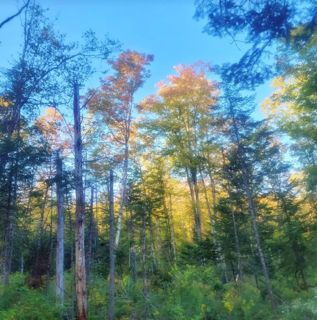 0 Sutton Road Wheelock VT 05851