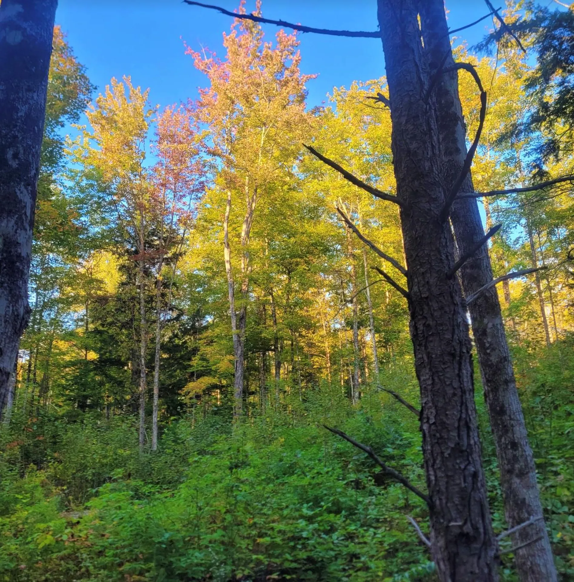 0 Sutton Road Wheelock VT 05851