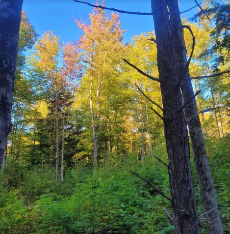 0 Sutton Road Wheelock VT 05851