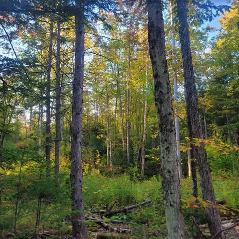 0 Sutton Road Wheelock VT 05851