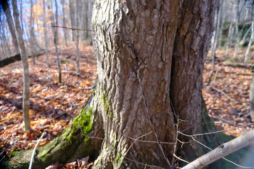 592 Vertical Mile Road Wheelock VT 05851