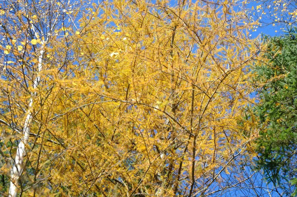 592 Vertical Mile Road Wheelock VT 05851