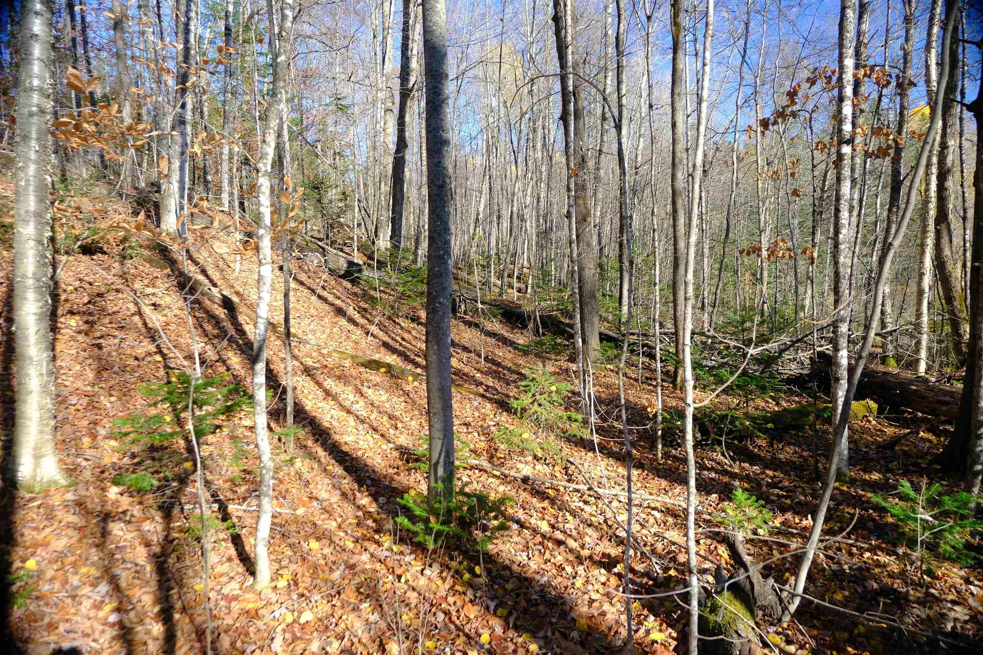 592 Vertical Mile Road Wheelock VT 05851