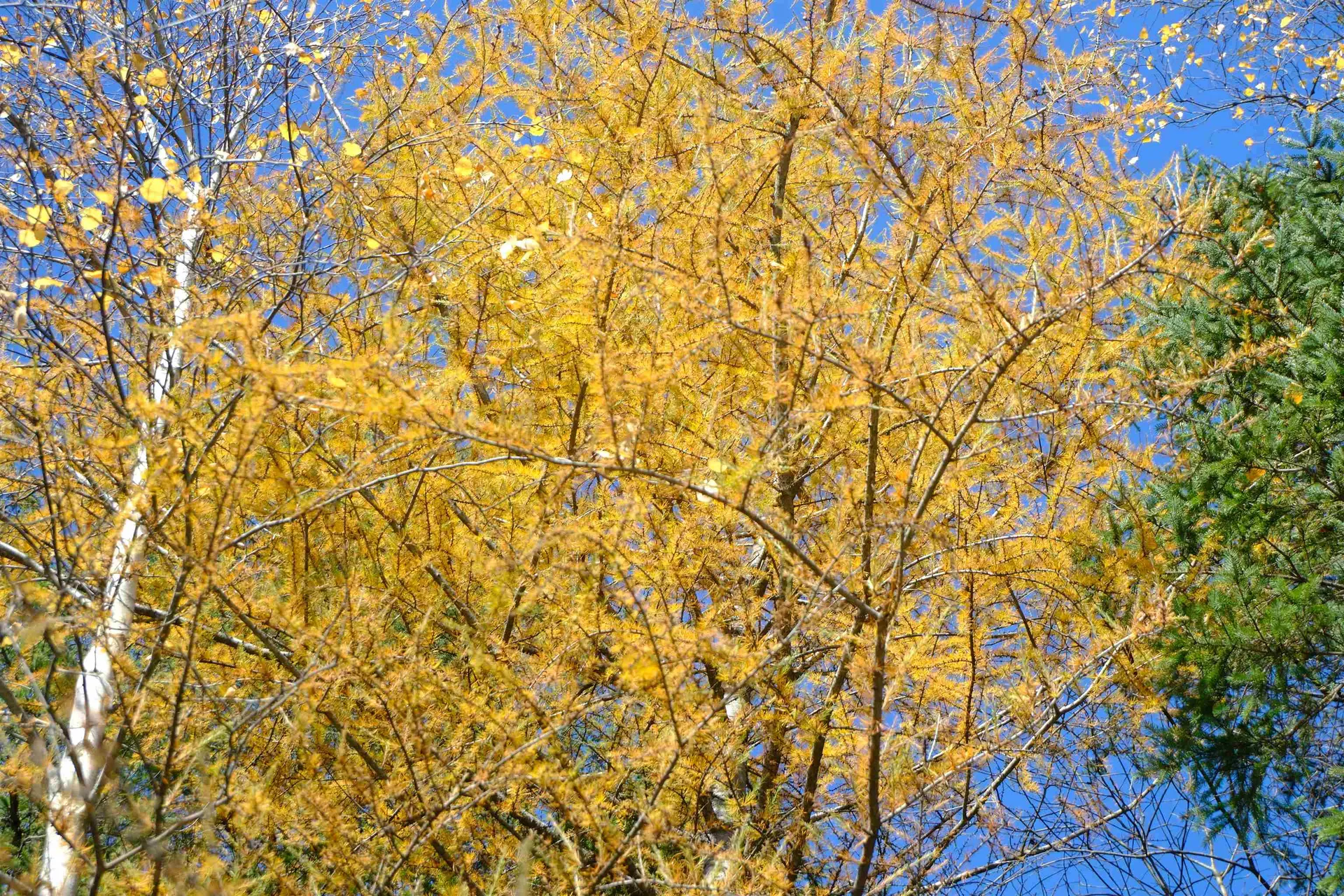 592 Vertical Mile Road Wheelock VT 05851