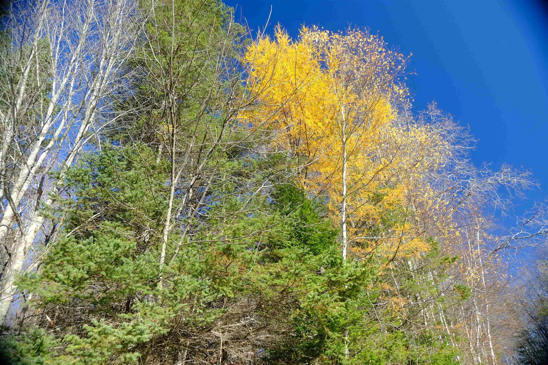 592 Vertical Mile Road Wheelock VT 05851