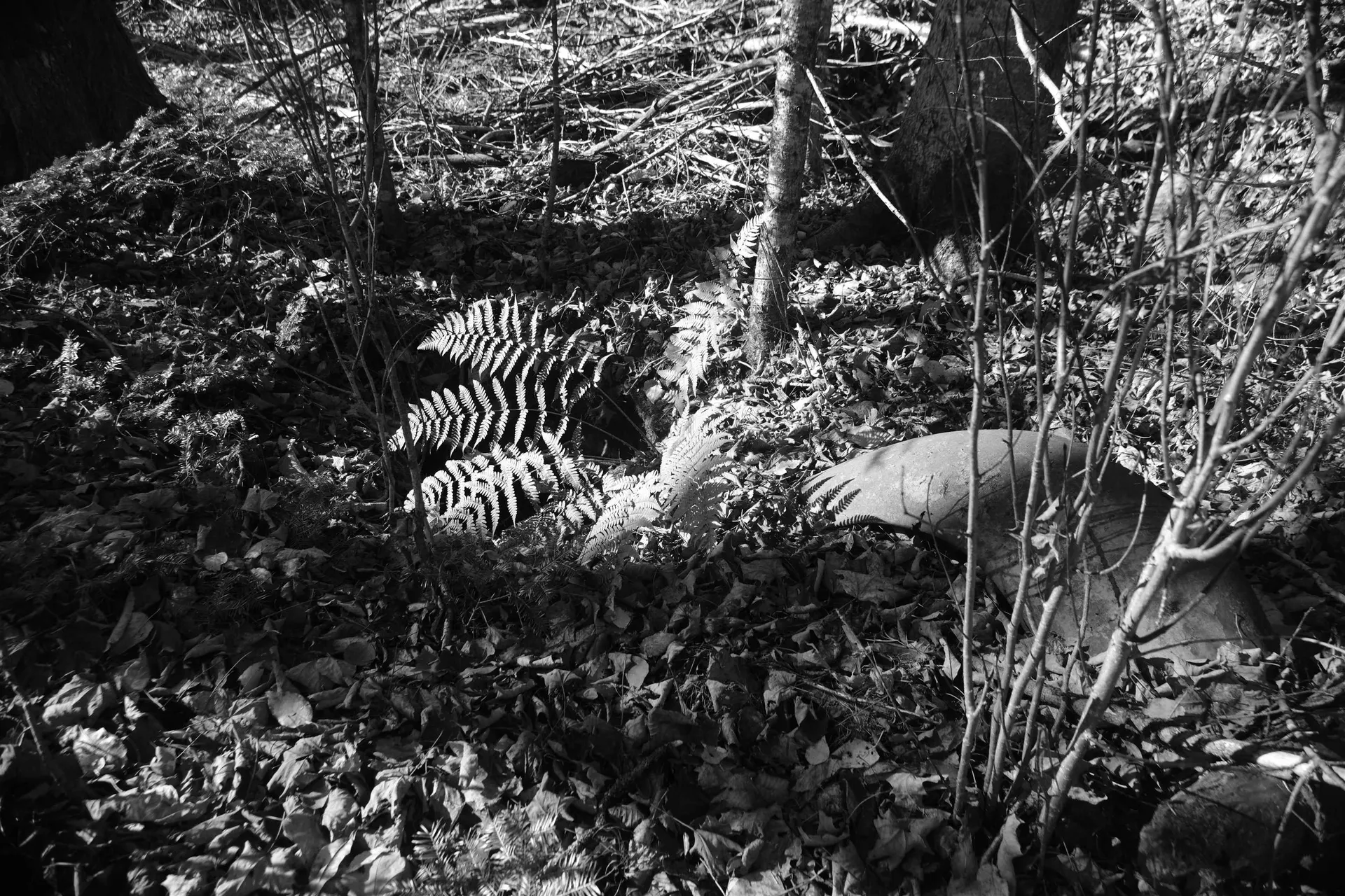 592 Vertical Mile Road Wheelock VT 05851