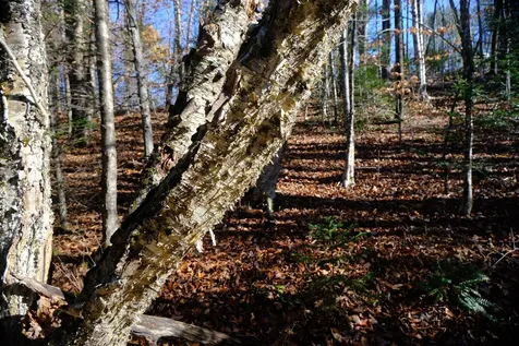 592 Vertical Mile Road Wheelock VT 05851