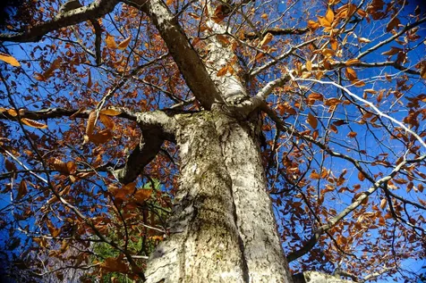 592 Vertical Mile Road Wheelock VT 05851