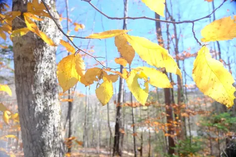 592 Vertical Mile Road Wheelock VT 05851