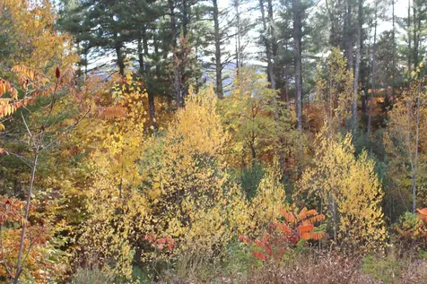 3 Beechwoods Drive Bartlett NH 03845