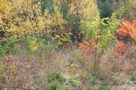 3 Beechwoods Drive Bartlett NH 03845