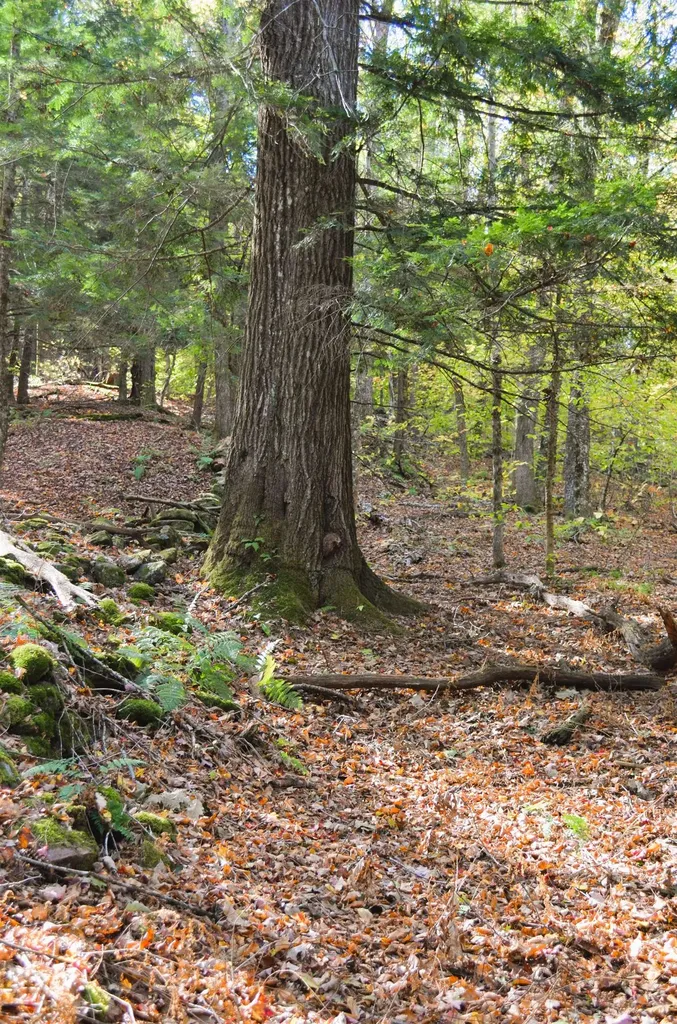 29&31 White Brook Road Gilsum NH 03448