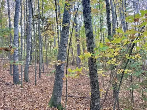 C100 Hodgeman Hiill Road Campton NH 03223