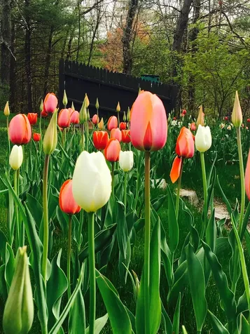 26 Seasons Lane Londonderry NH 03053